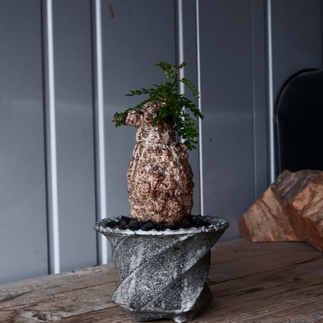 タロさんのパキプス Trying root cuttings of Opelculicaria pachypus] I'll show