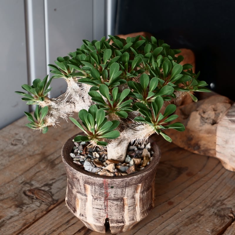 （超特選）ユーフォルビア ギラウミニアナ　大株　【コレクション株】 超特選）ユーフォルビア ギラウミニアナ 大株 【コレクション株】