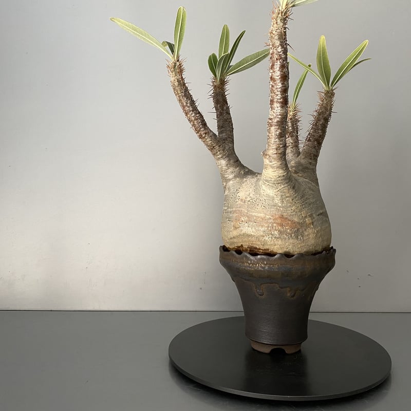 た*ま様 【枝ぶりクラウン・陶器鉢付き！】パキポディウム・グラキリス　発根済み！ た*ま様 【枝ぶりクラウン・陶器鉢付き！】パキポディウム・グラキリス