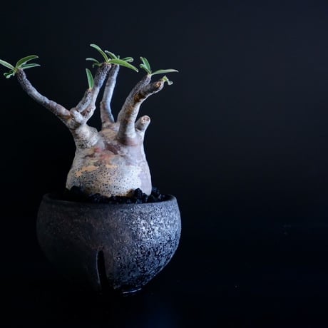 発根済 グラキリス 09  ×  " Black Wrap "［ 作家 : 沼野秀章 ］笠間焼 植木鉢