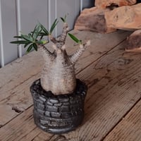 グラキリス φ8cm  - 象牙宮- ［No.85］  ×  松野然 【 ZEN 】3.5号 植木鉢