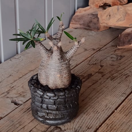 やちむん 植木鉢 サイズ大