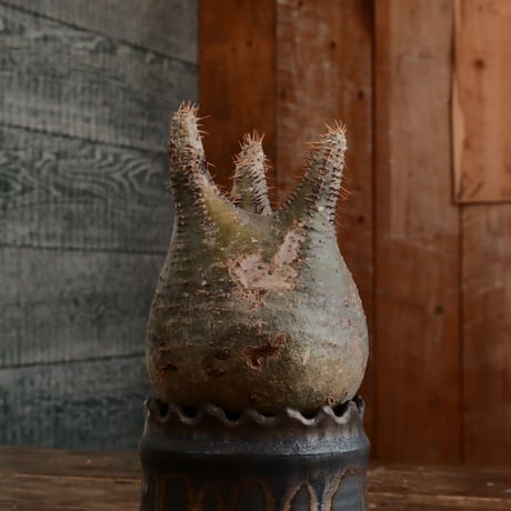 グラキリス - 象牙宮- ［No.168］  ×   根本峻吾 作 S.N POT type.cylinder「 黒焔 - kokuen - 」3号 植木鉢 笠間焼