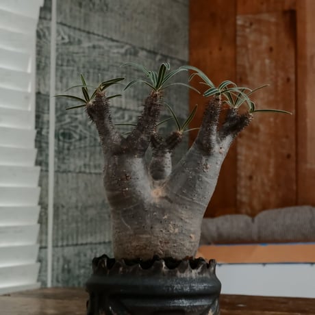 グラキリス - 象牙宮- ［No.164］  ×   根本峻吾 作 S.N POT type.cylinder「 鐡 - 黒焔 - 」3号 植木鉢 笠間焼