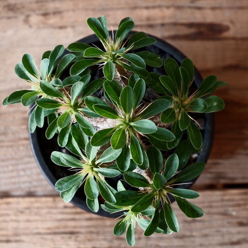 ユーフォルビア　ギラウミニアナ5株セット ユーフォルビア ギラウミニアナ5株セット ユーフォルビア