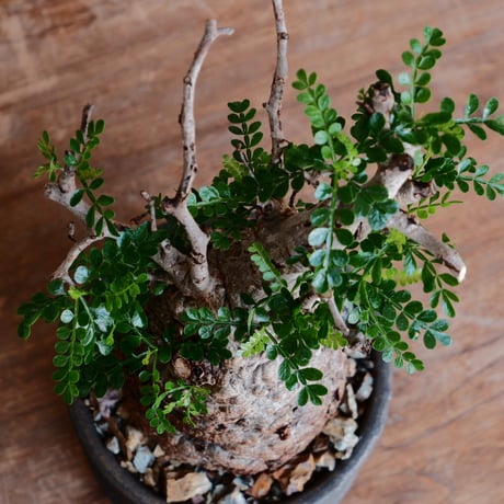 オペルクリカリア パキプス φ10cm［No.34］  ×  磯部祐介 作「 瓦 - kawara - 金剛 」 5号 植木鉢 笠間焼