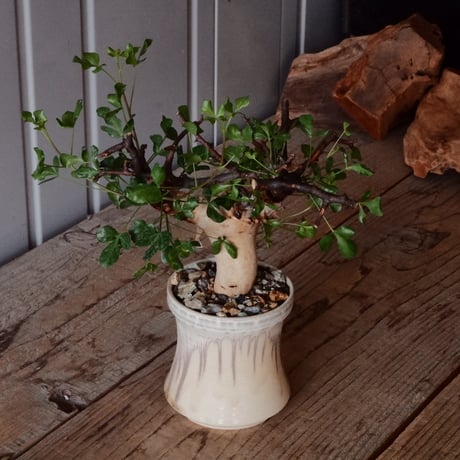 コミフォラ カタフ ピュア［No.01］  × 杉山悠 作 φ9cm 植木鉢 笠間焼