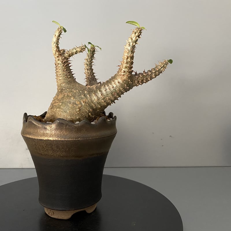 発根済 チビ マカイエンセ 魔界玉 現地株 BG-123 × S.N.Pot - crown