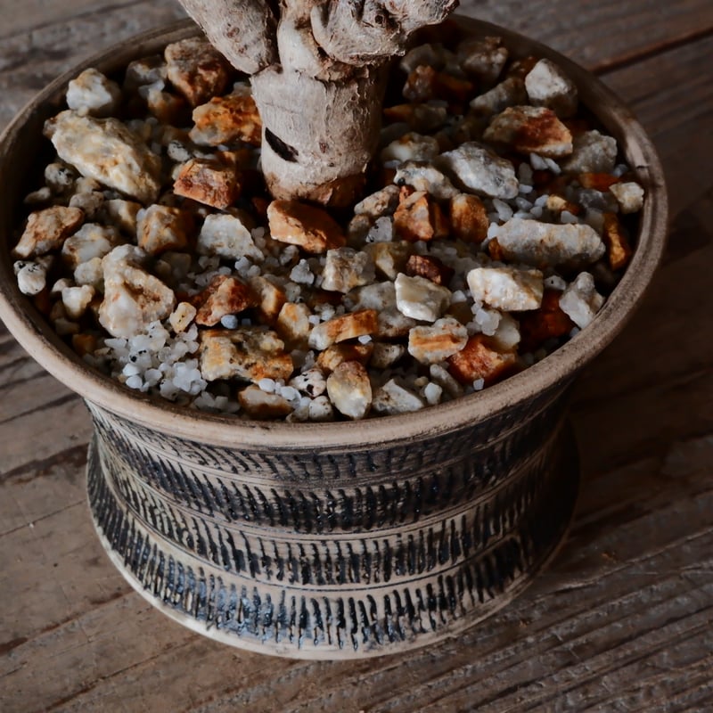 センナ メリディオナリス 現地株 発根済［No.29］ × 森田昌求 作