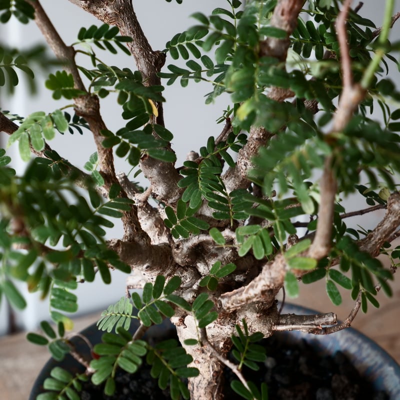 センナ メリディオナリス 輸入株［No.25］ × 坂本新 作【 LUSTER - blac