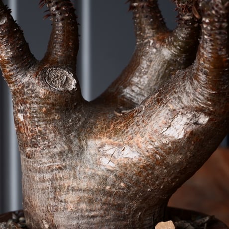 マカイエンセ φ7cm - 魔界玉 - 輸入株 発根済［No.6］  ×   沼野秀章 作品「 刻ム音 」3.5号 笠間焼 植木鉢