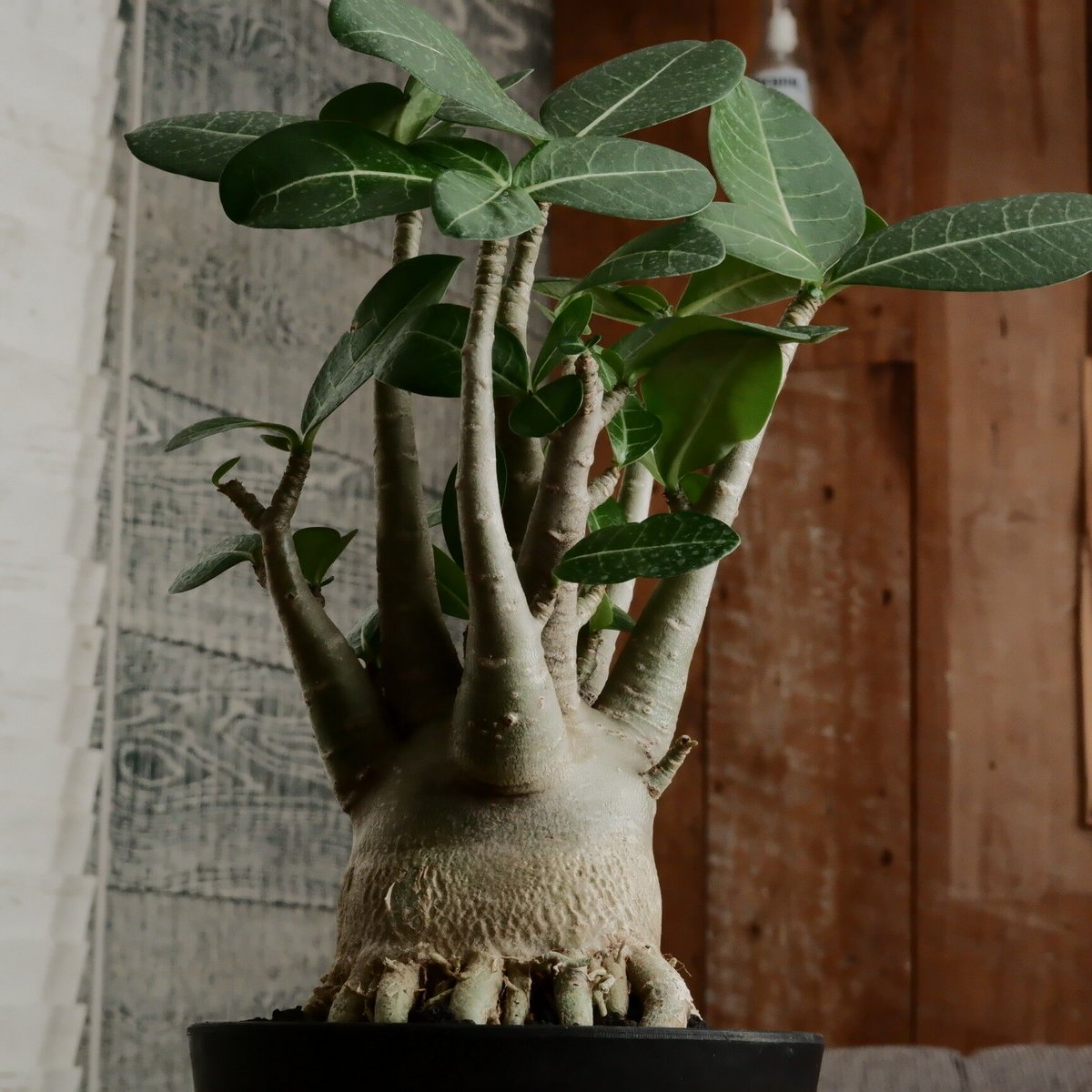 火*ぎ様 【月末まで】アデニウムアラビカムドワーフサイズ 白肌 美形 鉢付き 園芸ネット本店｜アデニウム：アラビカム ドワーフ 4号鉢植え の通販