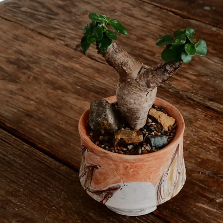 ユーフォルビア イトレメンシス ［No.64］  ×   沼野秀章 作「 刻ム音 」3号 植木鉢 笠間焼