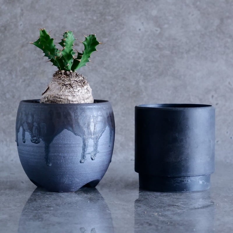 ユーフォルビアクラビゲラ 2頭 おそらく発根済み 鉢つき