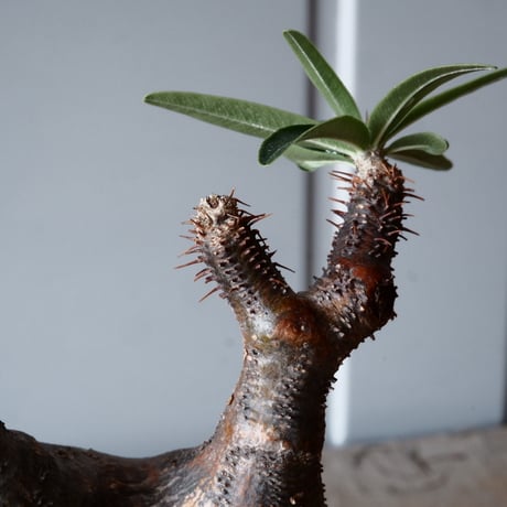 グラキリス φ8.5cm - 象牙宮-［No.52］× 森田昌求 作【 CLAW - BORDER - 】4号 植木鉢 笠間焼