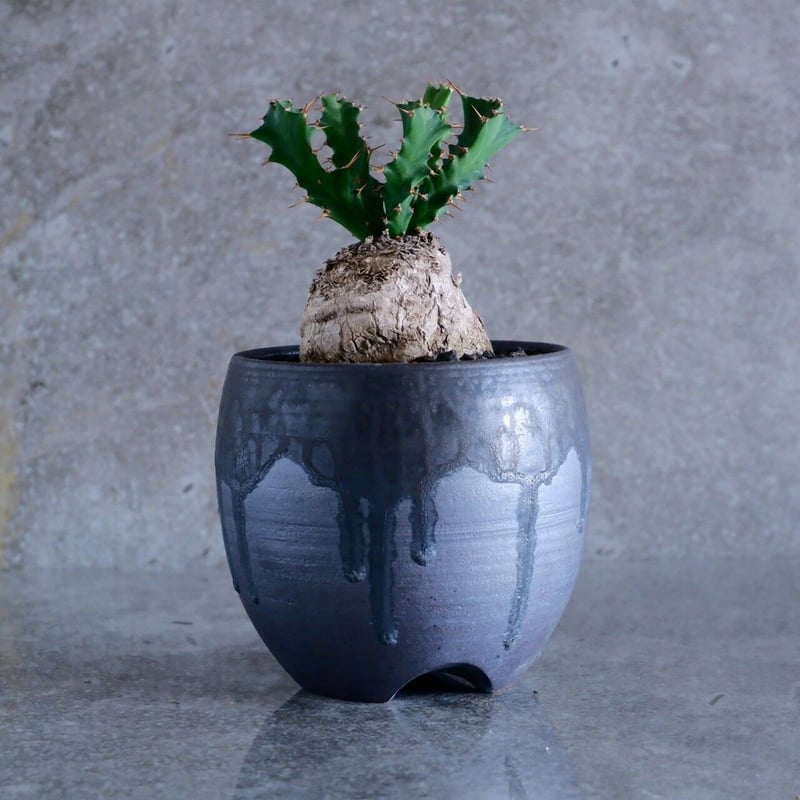 クラビゲラ No.16 × 円 - en - 