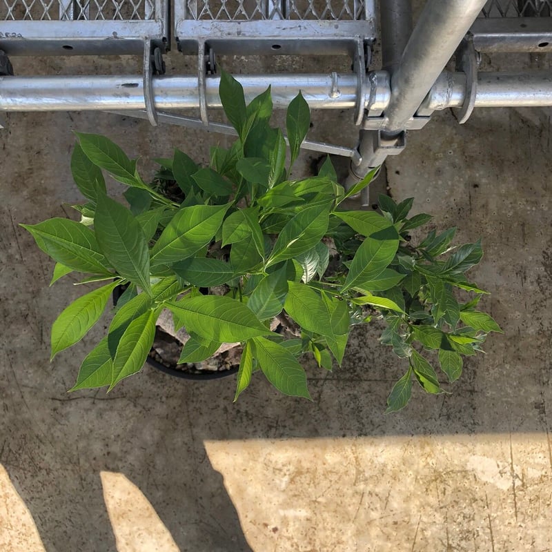 2頭ペア】パピリオ・インドラ（ネバダ州/アメリカ）