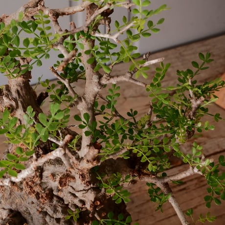 オペルクリカリア パキプス φ13cm［No.25］  × 磯部祐介 作品【 瓦 - kawara - "金剛"  】 5号 植木鉢 笠間焼