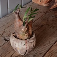 発根済 多頭 グラキリス 21 ×【 盆 - bon - 