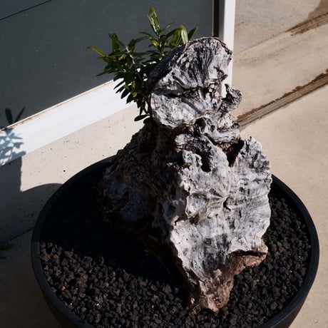 Old Olive 古木オリーブ［No.26］× 12号皿鉢 (φ36cm)