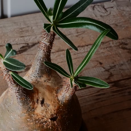 グラキリス φ10cm - 象牙宮 -［No.100］  × 磯部祐介 作「 円 - en - "闇落ち "」3.5号 植木鉢 笠間焼