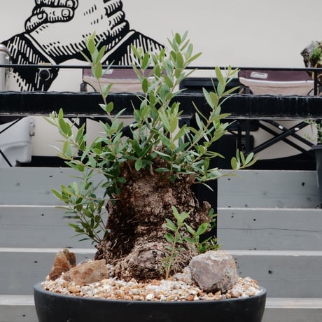 Old Olive 古木オリーブ［No.05］× 11号皿鉢(φ33cm)
