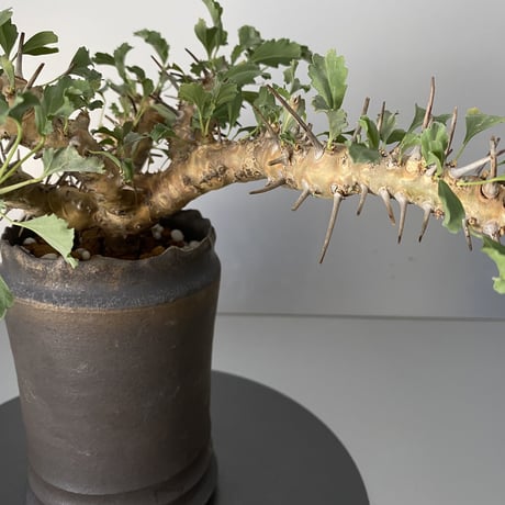 モンソニア サルコカウロン クラシカウレ 発根済 現地株 MS-02 × S.N.Pot - crown - 3号鉢