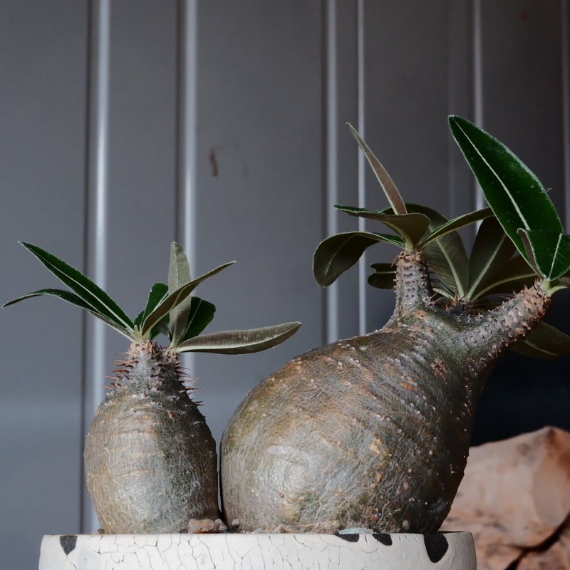 人気のチビグラキリス2個セット+沼野秀章鉢 人気のチビグラキリス2個セット+沼野秀章鉢