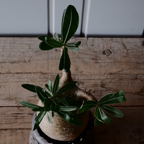 グラキリス φ11cm  - 象牙宮- ［No.36］  ×   根本峻吾 作 S.N POT type.cylinder「 鐡 - 黒焔 - 」4号 植木鉢 笠間焼