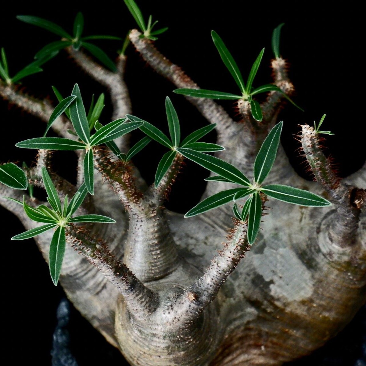 発根済 多頭 グラキリス - 象牙宮 - size XL ［No.16］ × 松野然 作