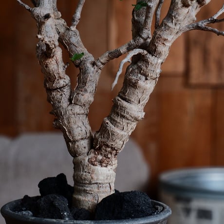 センナ メリディオナリス［No.20］  ×  磯部祐介 作「 瓦 - kawara - 闇堕ち tall ver.」4号 植木鉢 笠間焼