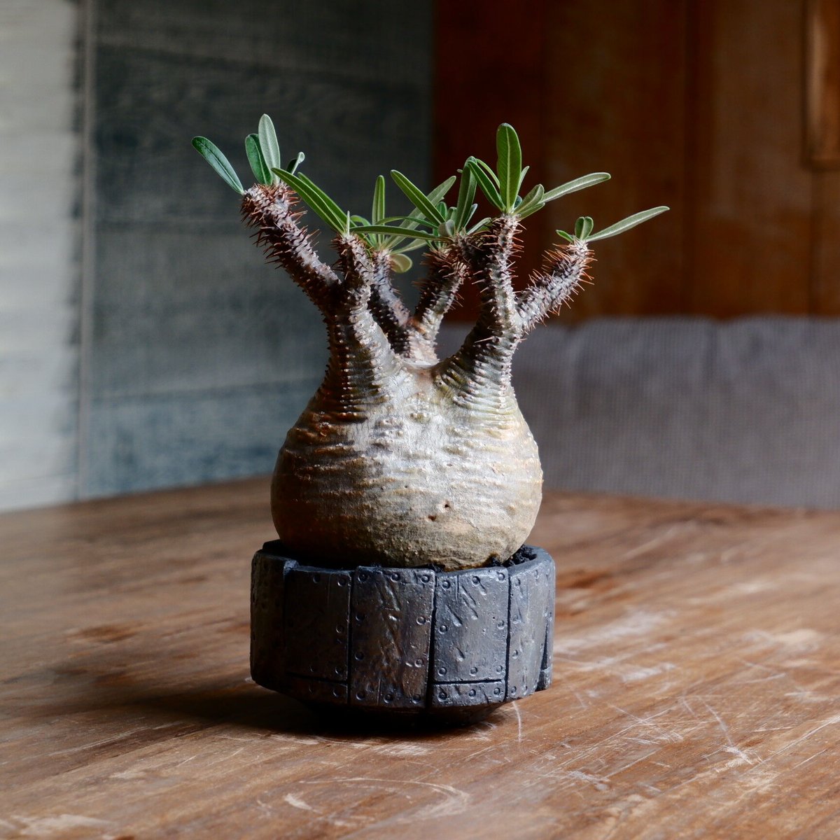 美形 丸株 グラキリス - 象牙宮 - size S［No.41］ × 沖誠 作品 『