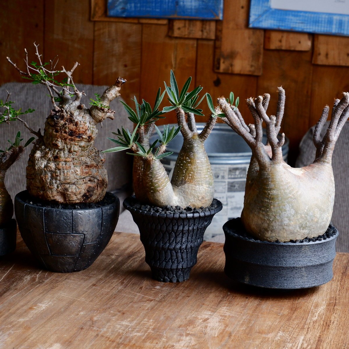 グラキリス　白肌　一本枝　スベスベ肌　コレクション　現地球　厳選 グラキリス 白肌 一本枝 スベスベ肌 コレクション 現地球 厳選