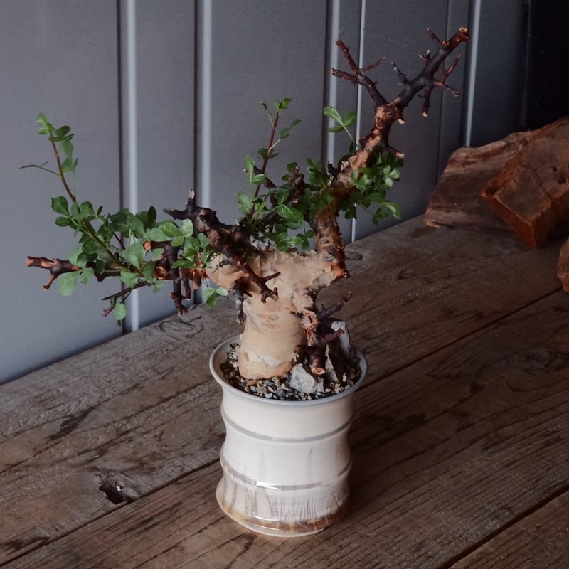 コミフォラ カタフ ピュア［No.05］ × 杉山悠 作 φ11cm 植木鉢