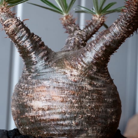グラキリス φ9cm - 象牙宮 - ［No.36］  ×   沼野秀章 作「 black wrap 」3号 植木鉢 笠間焼