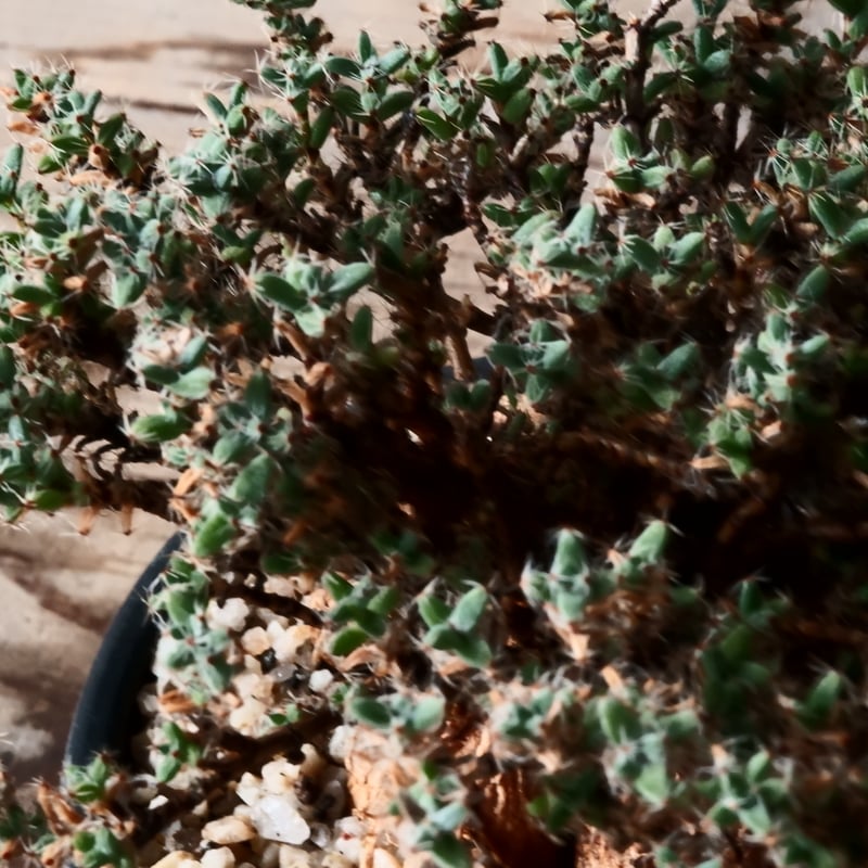 トリコディアデマ ブルボスム 姫紅小松［No.05］ 長谷川ナーセリー 4号