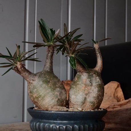 多頭グラキリス φ13cm - 象牙宮 -［No.74］  ×   森田昌求 作 「 CLAW - L - 」 4号 植木鉢 笠間焼