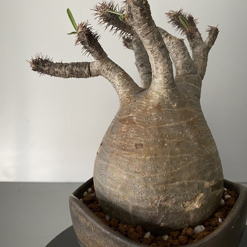 発根済 メデューサ グラキリス BG-183 × S.N.Pot 