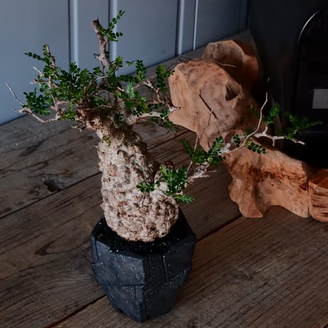 オペルクリカリア パキプス φ9cm［No.20］  × 沖誠 作「Rivet - 燻銀彩 - / 五角」 3号 植木鉢 笠間焼