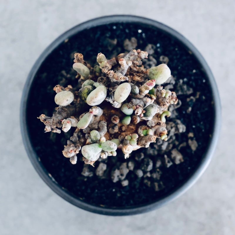 ケラリア ピグマエア No.04 × 