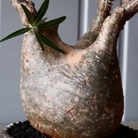 グラキリス φ11cm - 象牙宮-［No.15］× 根本峻吾 作 S.N POT type.low「 爪牙 -堕天白- 」4.5号鉢 笠間焼