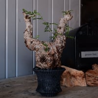 オペルクリカリア パキプス φ10cm［No.21］  × 沖誠 作「Bark / deep cylinder 」 3号 植木鉢 笠間焼
