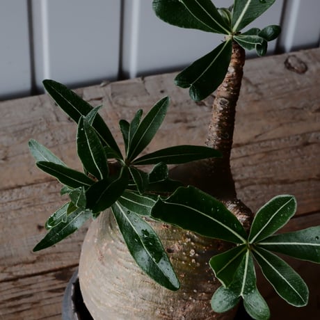 グラキリス φ11cm  - 象牙宮- ［No.36］  ×   根本峻吾 作 S.N POT type.cylinder「 鐡 - 黒焔 - 」4号 植木鉢 笠間焼