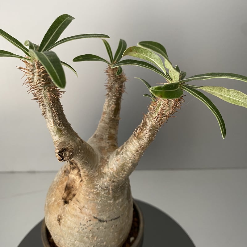 発根済 グラキリス BG-194 × S.N.Pot - horizon - 3号鉢 ［作家