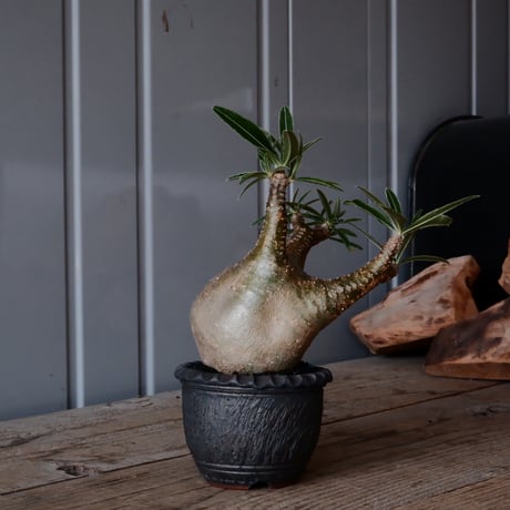 グラキリス φ8cm - 象牙宮 -［No.53］  ×    與那嶺大輔 作 「琉球飛び鉋」3号 植木鉢