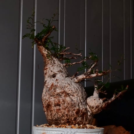 大株 オペルクリカリア パキプス φ 18cm ［No.34］  ×   根本峻吾 作 S.N POT  type.slim-low「 月光ノ鐵 」 7号 植木鉢
