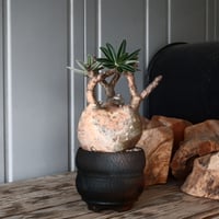 発根済 多頭 グラキリス 21 ×【 盆 - bon - 