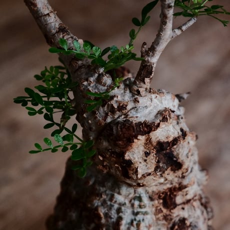 オペルクリカリア パキプス［No.46］  ×   沼野秀章 作「 black wrap 」3.5号 植木鉢 笠間焼