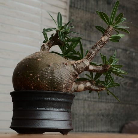 グラキリス L - 象牙宮 -［No.192］  ×  磯部祐介 作「 瓦 - kawara -  闇堕ち 」5号 植木鉢 笠間焼