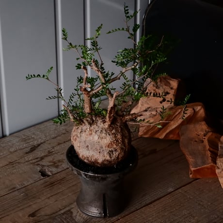 オペルクリカリア パキプス φ 12cm［No.30］  × 沼野秀章 作 【 Black Wrap 】4号 植木鉢 笠間焼